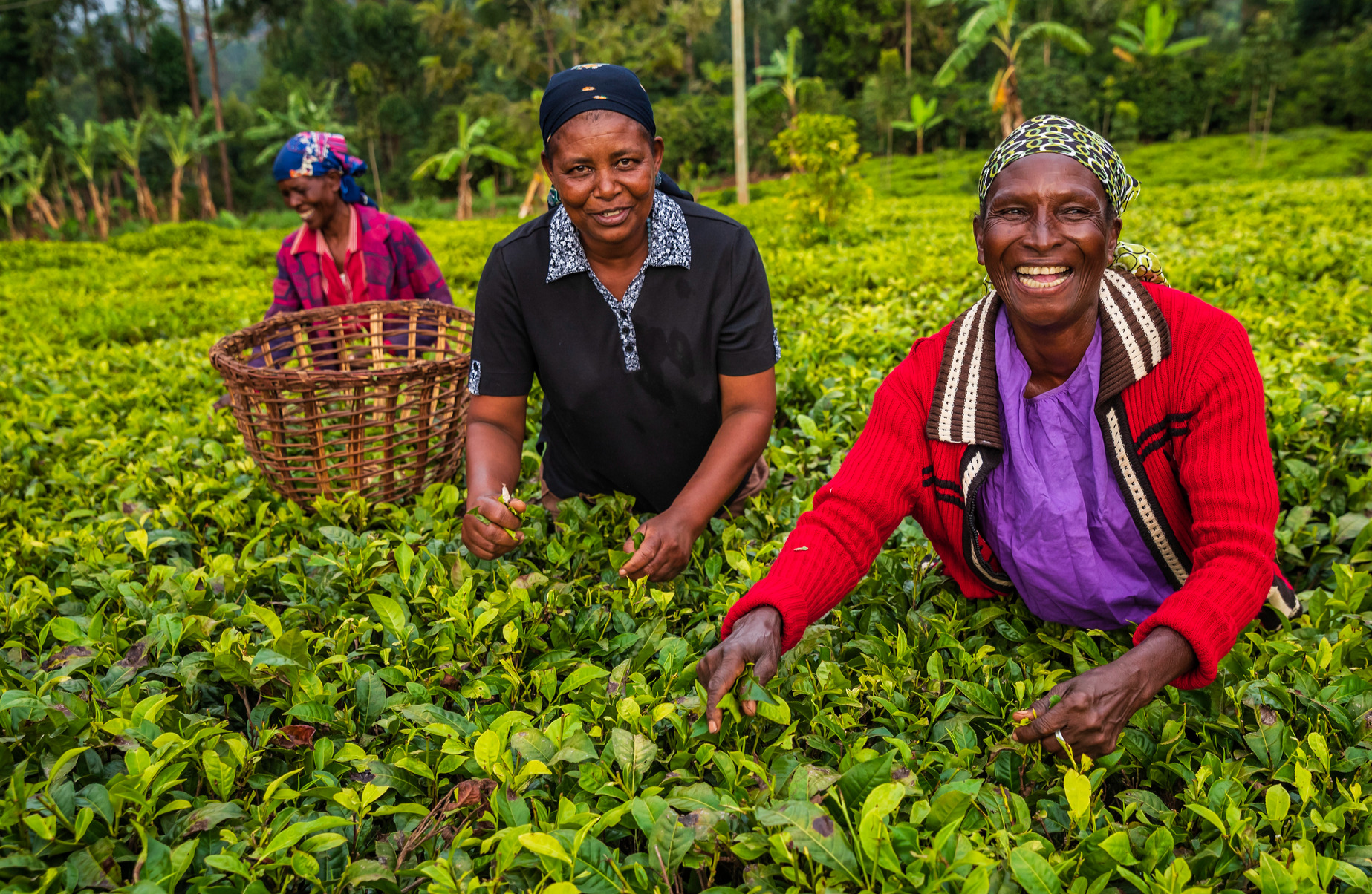 African women farmers